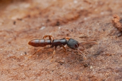 Stigmatomma pallipes