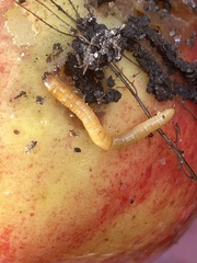Selatosomus aeneus