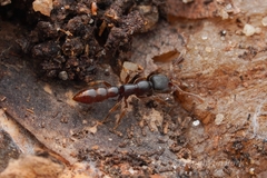 Stigmatomma pallipes