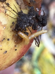 Selatosomus aeneus