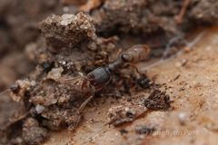 Stigmatomma pallipes