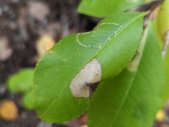 Parornix geminatella