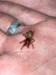 Dysdera