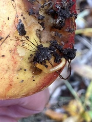 Selatosomus aeneus