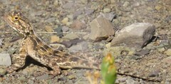 Agama aculeata