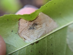 Parornix geminatella