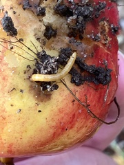 Selatosomus aeneus