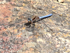 Orthetrum caffrum