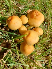 Conocybe tenera