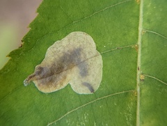 Cameraria caryaefoliella