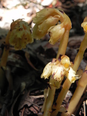 Monotropa hypopitys hypophegea