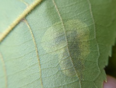 Cameraria caryaefoliella