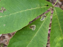 Cameraria caryaefoliella