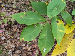 Cameraria caryaefoliella