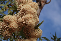 Corymbia terminalis