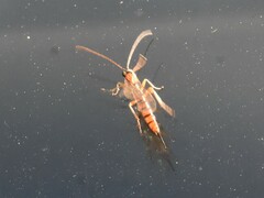 Tromatobia lineatoria