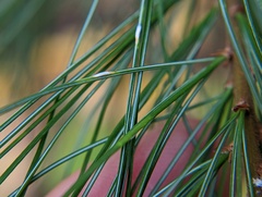 Chionaspis pinifoliae