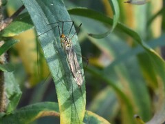 Nephrotoma flavipalpis