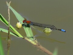 Pseudagrion massaicum