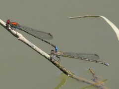 Pseudagrion massaicum