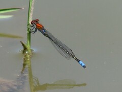 Pseudagrion massaicum