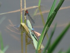 Pseudagrion massaicum