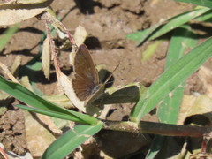 Zizeeria knysna knysna