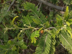 Vachellia macracantha