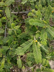 Vachellia macracantha