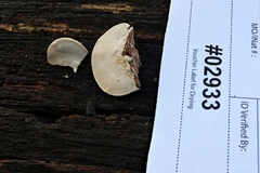 Perenniporia ohiensis