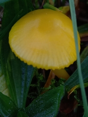 Hygrocybe ceracea