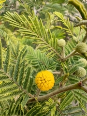 Vachellia macracantha