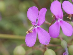 Stylidium scandens