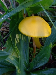 Hygrocybe ceracea