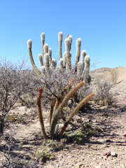 Cleistocactus