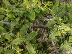 Vachellia macracantha