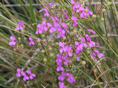 Stylidium scandens