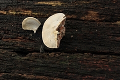 Perenniporia ohiensis