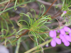 Stylidium scandens