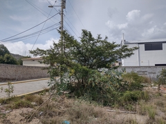 Vachellia macracantha