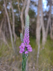 Comesperma virgatum