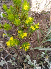 Gnidia juniperifolia