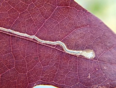 Stigmella quercipulchella