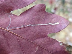 Stigmella quercipulchella
