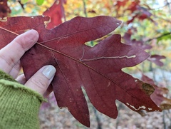 Stigmella quercipulchella