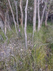 Comesperma virgatum