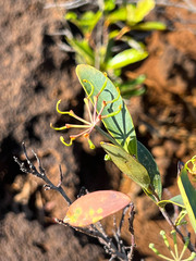 Stenocarpus umbelliferus
