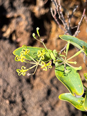 Stenocarpus umbelliferus