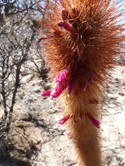 Cleistocactus
