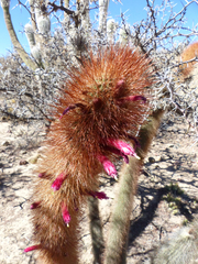 Cleistocactus